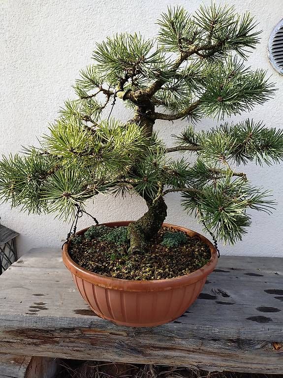 Plantes & graines: Bonsai – D'occasion à Walterswil SO par som_jbd7 1
