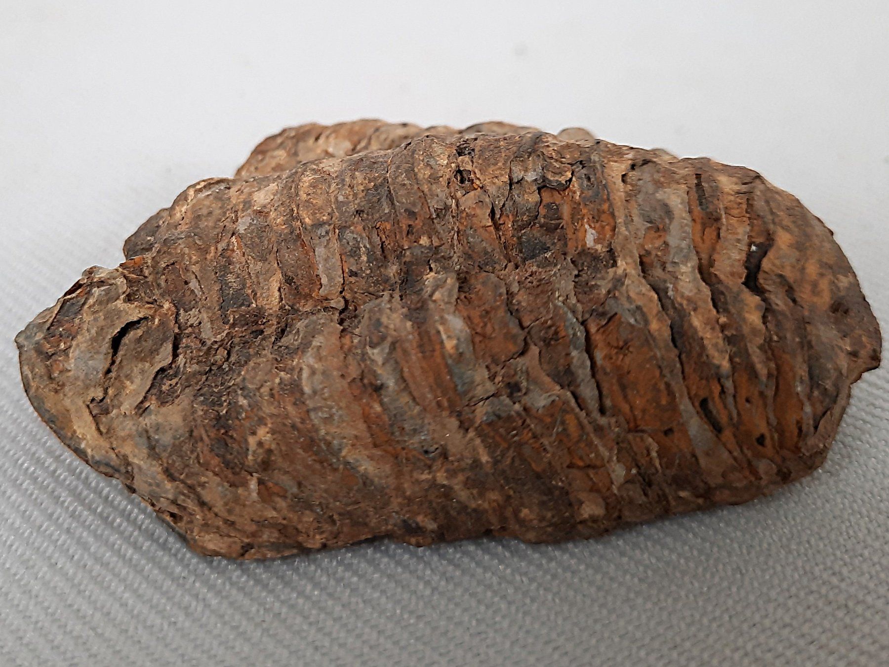 Fossili: 3 Fossile Trilobiten – Usato da Beinwil am See venduto da Restwert_Beinwil 5