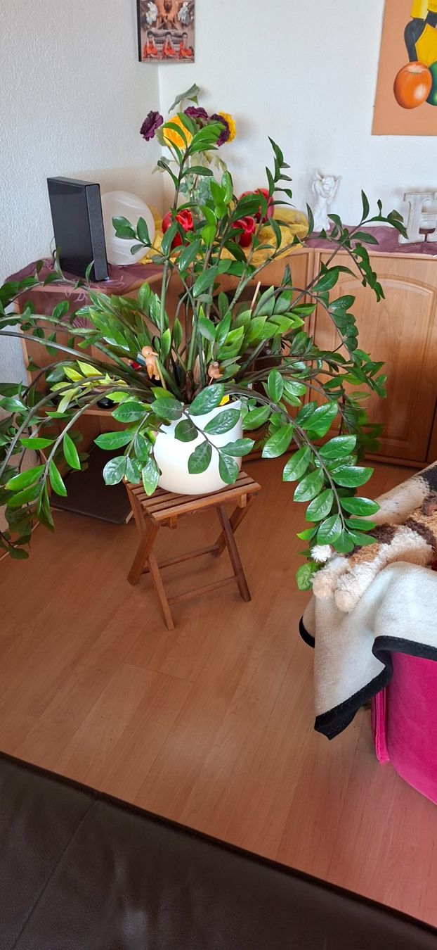 Piante & sementi: Zamioculcas, Glücksfeder – Usato da Männedorf venduto da Mis_nl7l
