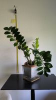 Grosse Glücksfeder Zamioculcas mit Übertopf