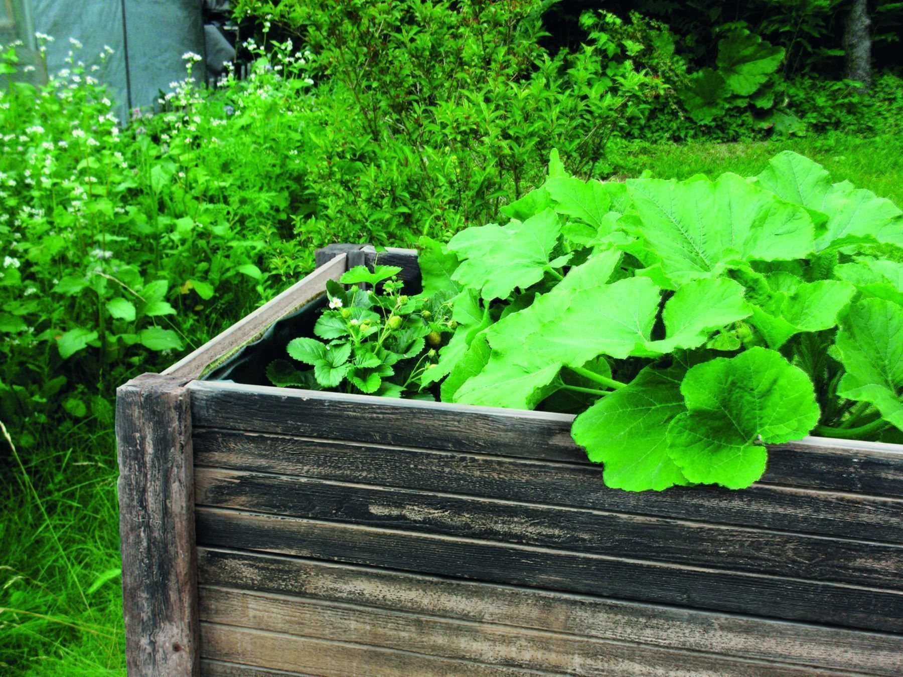 Vasi per fiori: Beton Hochbeet mit Holzstruktur – Nuovo (secondo la descrizione) da Herbetswil venduto da AHA-Garten 6