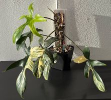 Philodendron Florida Beauty variegata, Mosspole