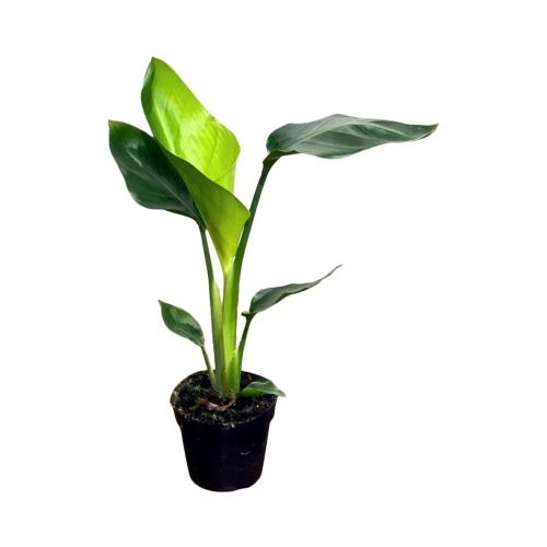 Strelitzia Nicolai - Baumstrelitzie | Heim- Und Gar Produktbild-Vorschau 3