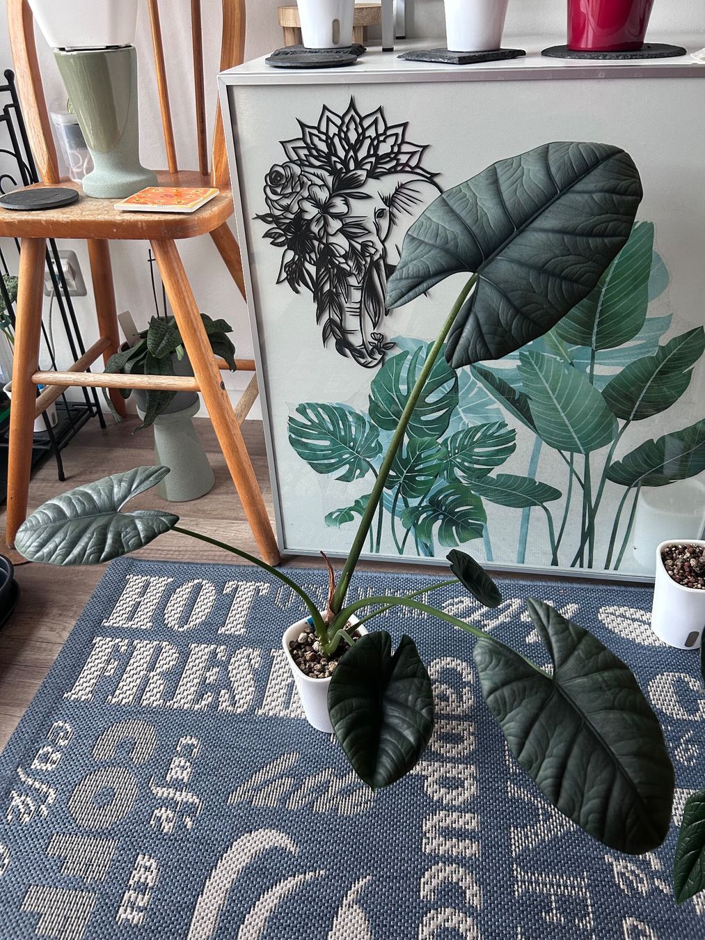 Piante & sementi: Alocasia Nebula Elaine – Nuovo (secondo la descrizione) da Scherzingen venduto da Elefantenohr.ch