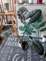 Alocasia Nebula Elaine