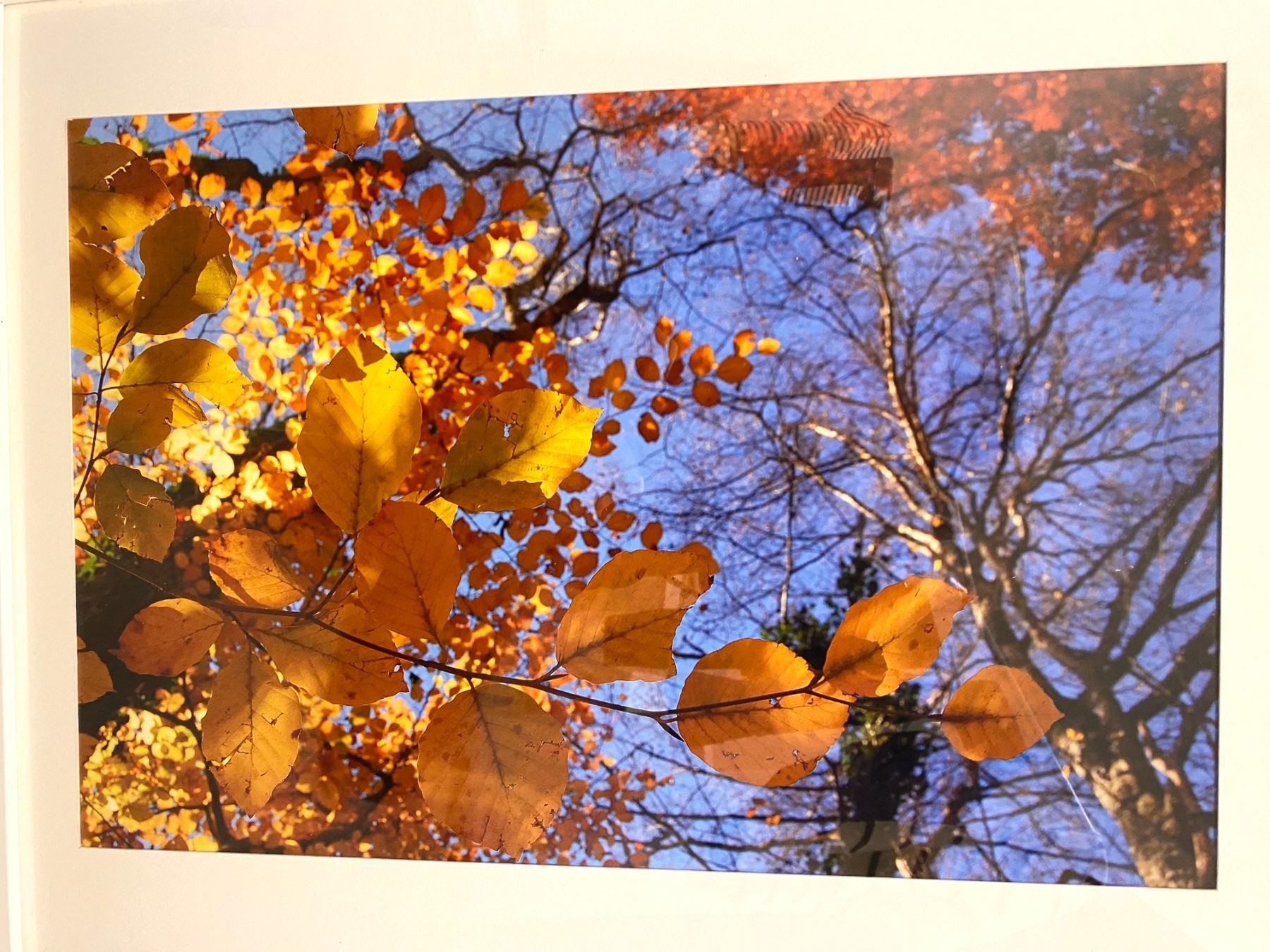 Poster & Bilder: Photo originale feuilles en automne avec cadre 40 x 50 – Gebraucht aus Clarmont von sil_59s9 1