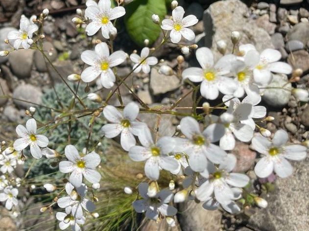 Piante & sementi: LÖFFELBLÄTTRIGER STEINBRECH - SAXIFRAGA COCHLEARIS RCHB. – Nuovo (secondo la descrizione) da Buchs AG venduto da fischli610 2
