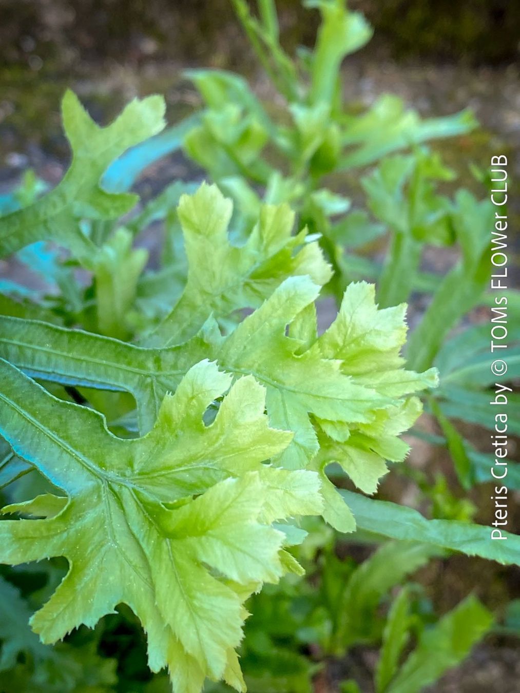 Piante & sementi: Pteris Cretica - Eleganter Zimmerfarn – Nuovo e nell'imballaggio originale da Adliswil venduto da TAKEYOURPLANT 5