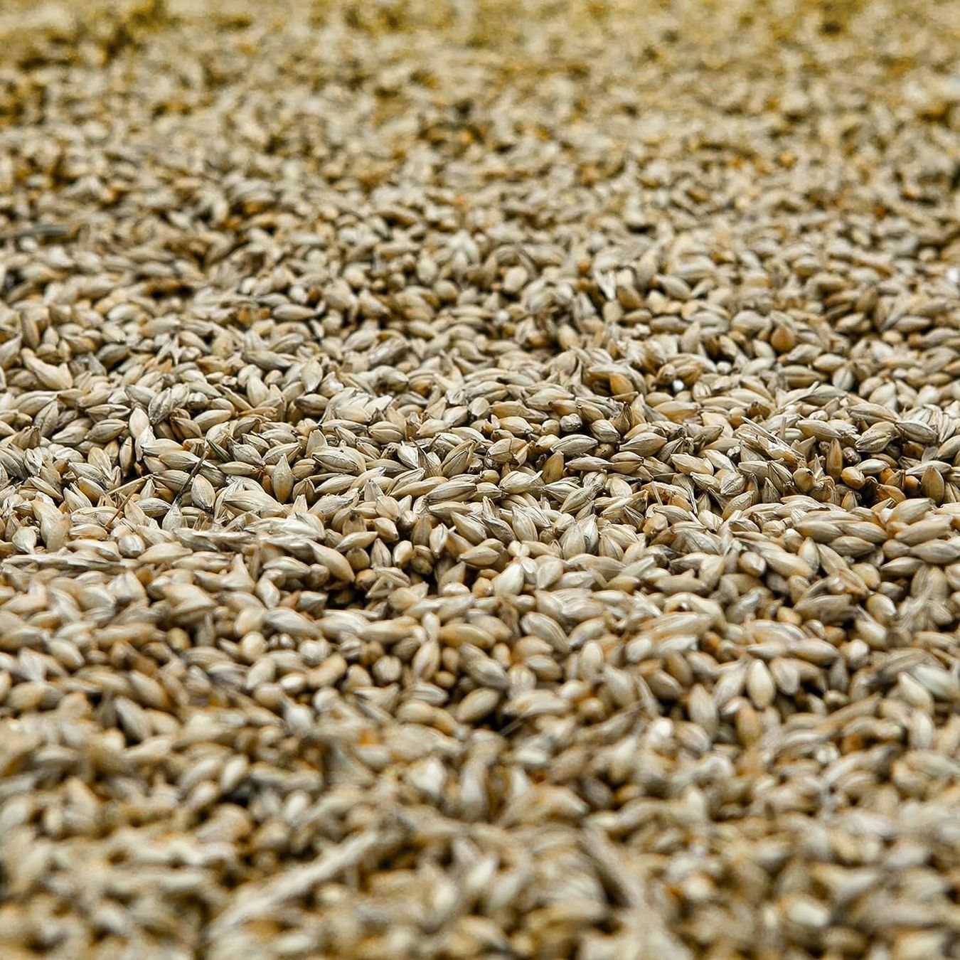 Elettrodomestici da cucina: Mühle Manuelle Handschrotmühle Getreidemühle Malz Bier – Usato da Hundwil venduto da pac_6jh8 2