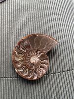 Ammonit Fossil poliert braun in gutem Zustand