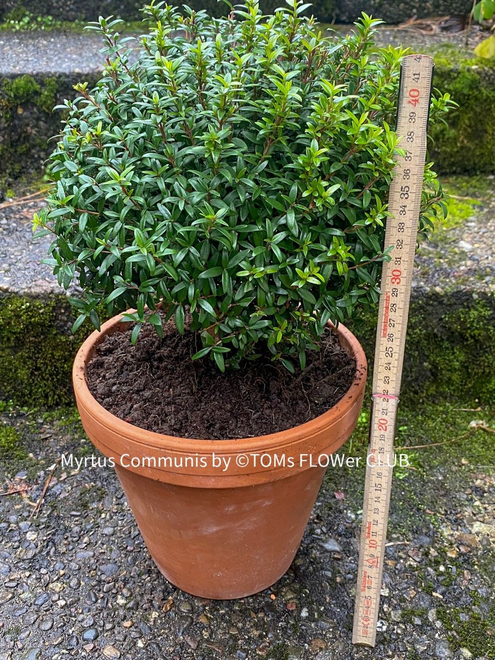 Plantes & graines: Myrtus Communis - duftende Myrte - Steckling oder Stämmchen – Neuf avec emballage d'origine à Adliswil par astom369 1