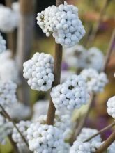 Piante & sementi: Arbuste aux bonbons BLANC  3x 15-20cm – Nuovo (secondo la descrizione) da Bremblens venduto da FIBONACCI369 1