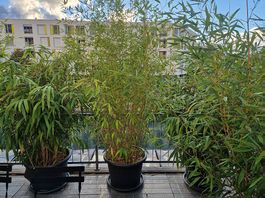 7 Bambuspflanzen in grossen Töpfen