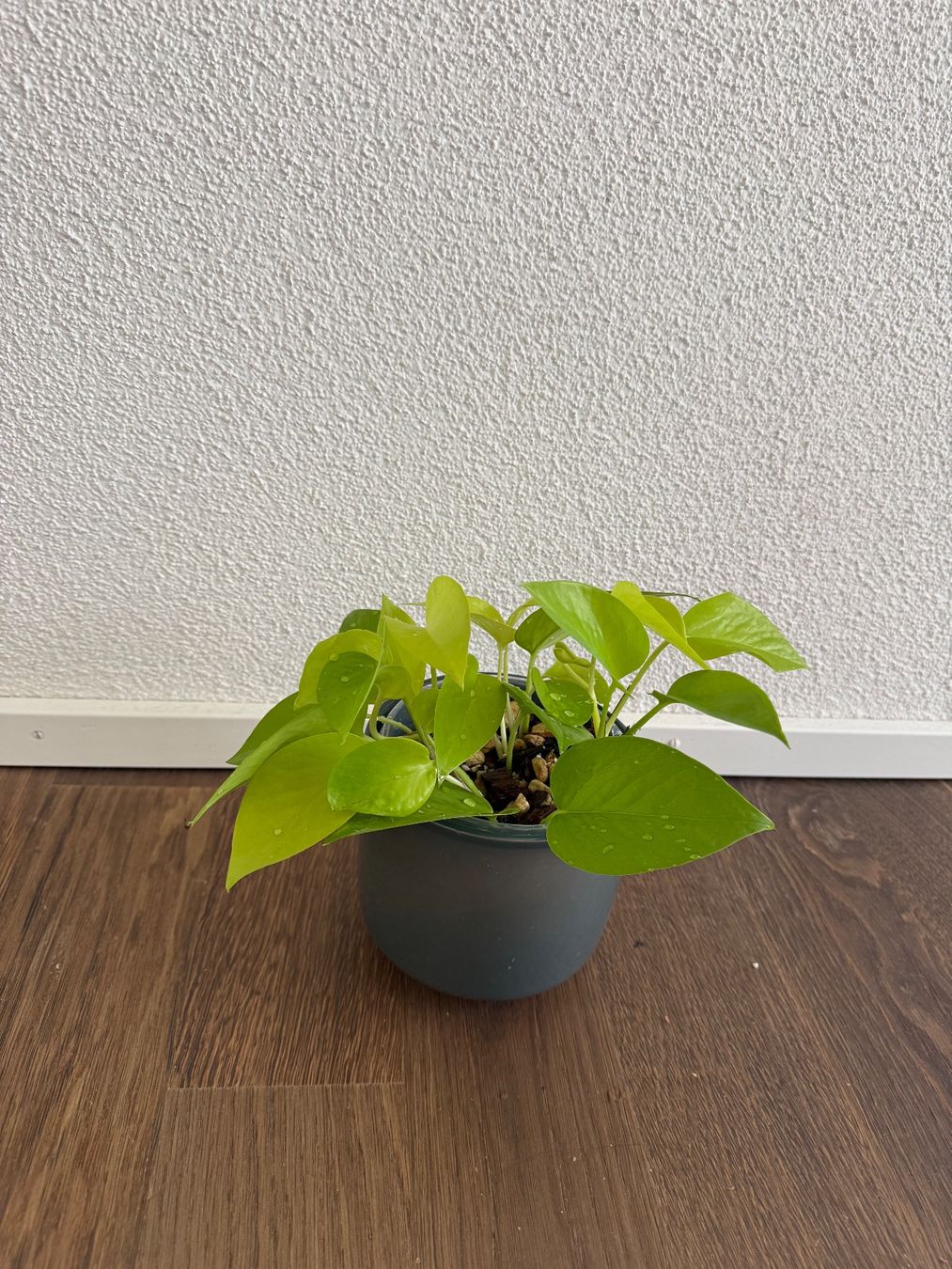 Piante & sementi: Neon Pothos – Usato da Zürich venduto da bau_d56d