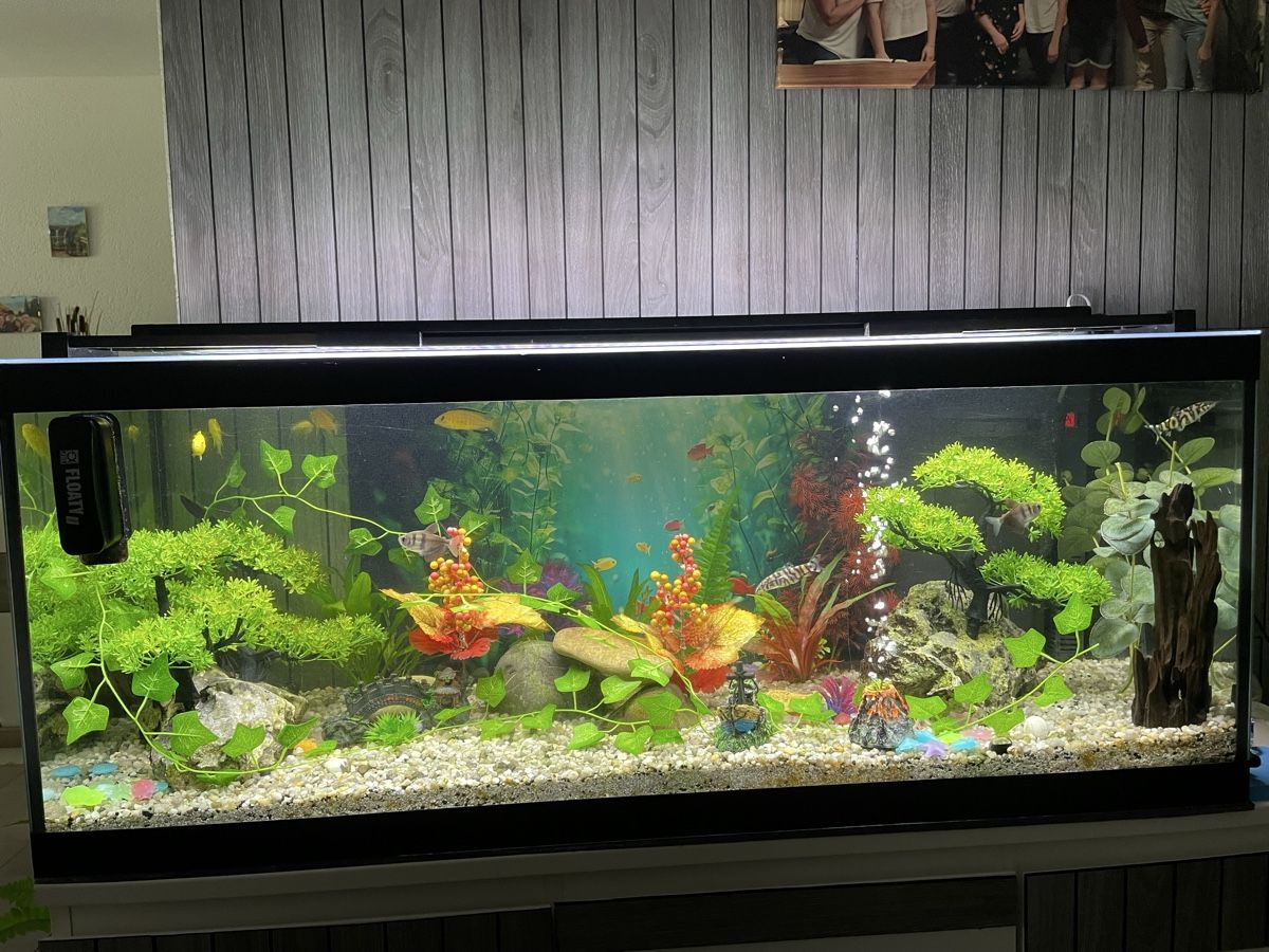 Acquari: Aquarium – Usato da Hallwil venduto da nik_ftg7 4