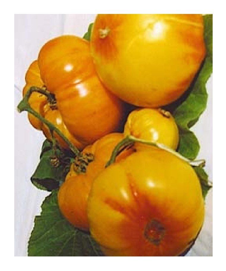 Piante & sementi: Ananas Bio - Fleischtomate - 20 Samen – Nuovo e nell'imballaggio originale da Sumiswald venduto da Cham14559