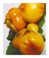 Ananas Bio - Fleischtomate - 20 Samen