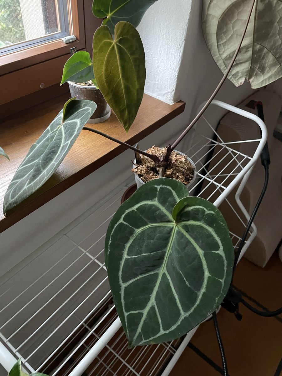 Pflanzen & Samen: Anthurium Blue Crystal x Michelle – Gebraucht aus Subingen von arwen80