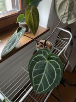 Anthurium Blue Crystal x Michelle