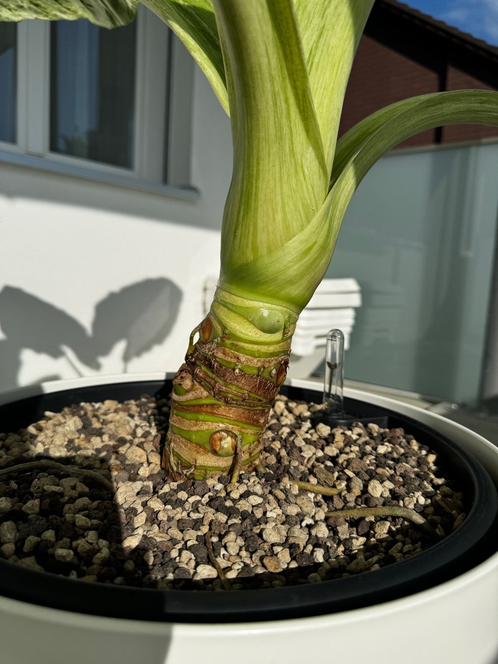 Piante & sementi: 🌱Alocasia odora batik – Usato da Niederbuchsiten venduto da GreenGems 4
