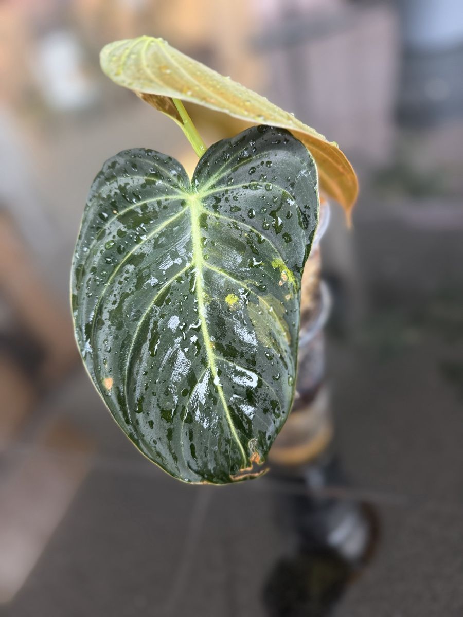 Piante & sementi: Philodendron Melanocrysum Variegata – Nuovo (secondo la descrizione) da Buchrain venduto da Stetoscop