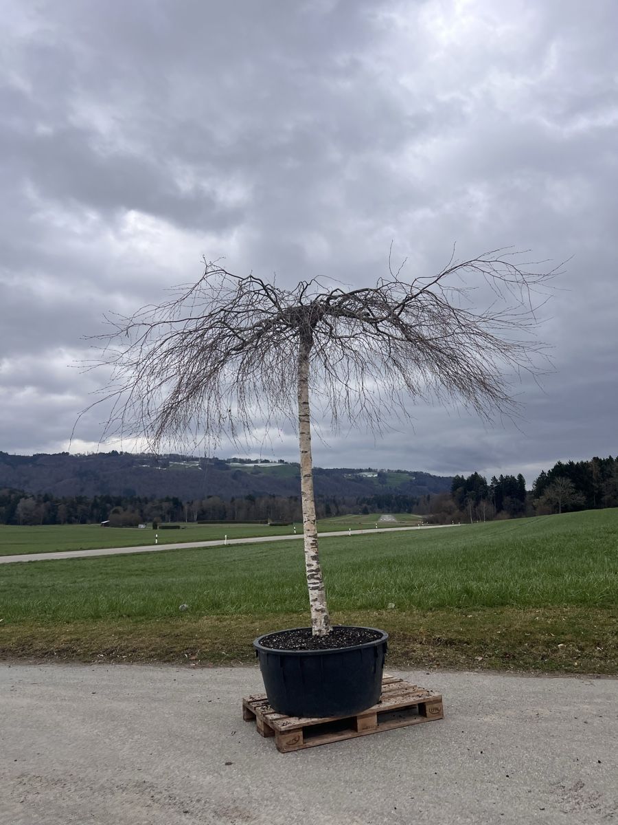 Piante & sementi: Hänge Birke in Schirmform – Usato da Stallikon venduto da Boeschmar