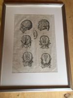 Anatomie Selten ORIGINAL
