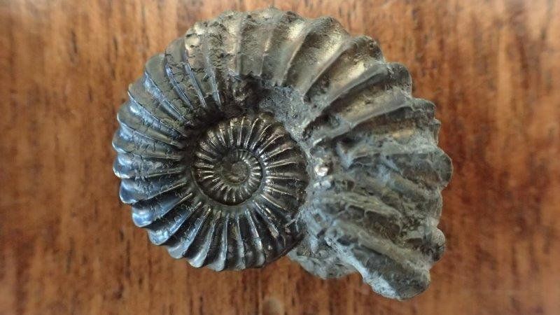 Fossili: 4 Pyrit Ammoniten Frankreich – Usato da Rickenbach BL venduto da Oktober68 5