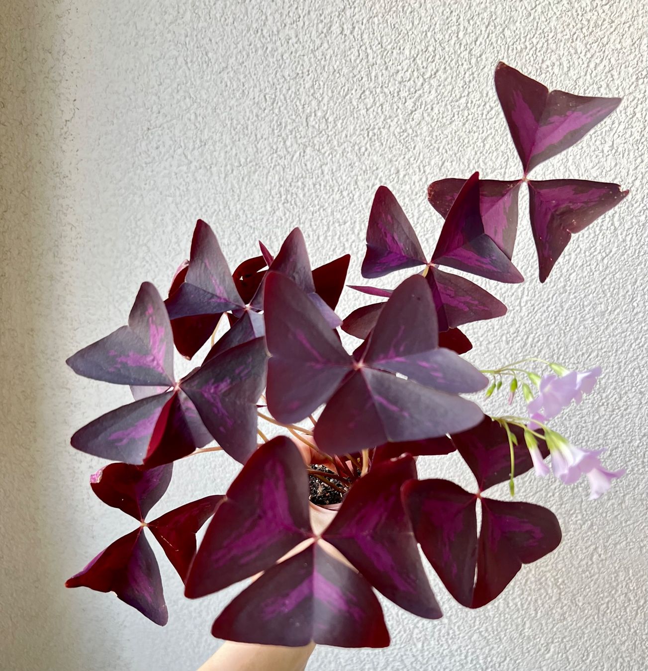 Piante & sementi: Oxalis Triangularis, Roter Glücksklee – Usato da Glattpark(Opfikon) venduto da ste_n99y 3