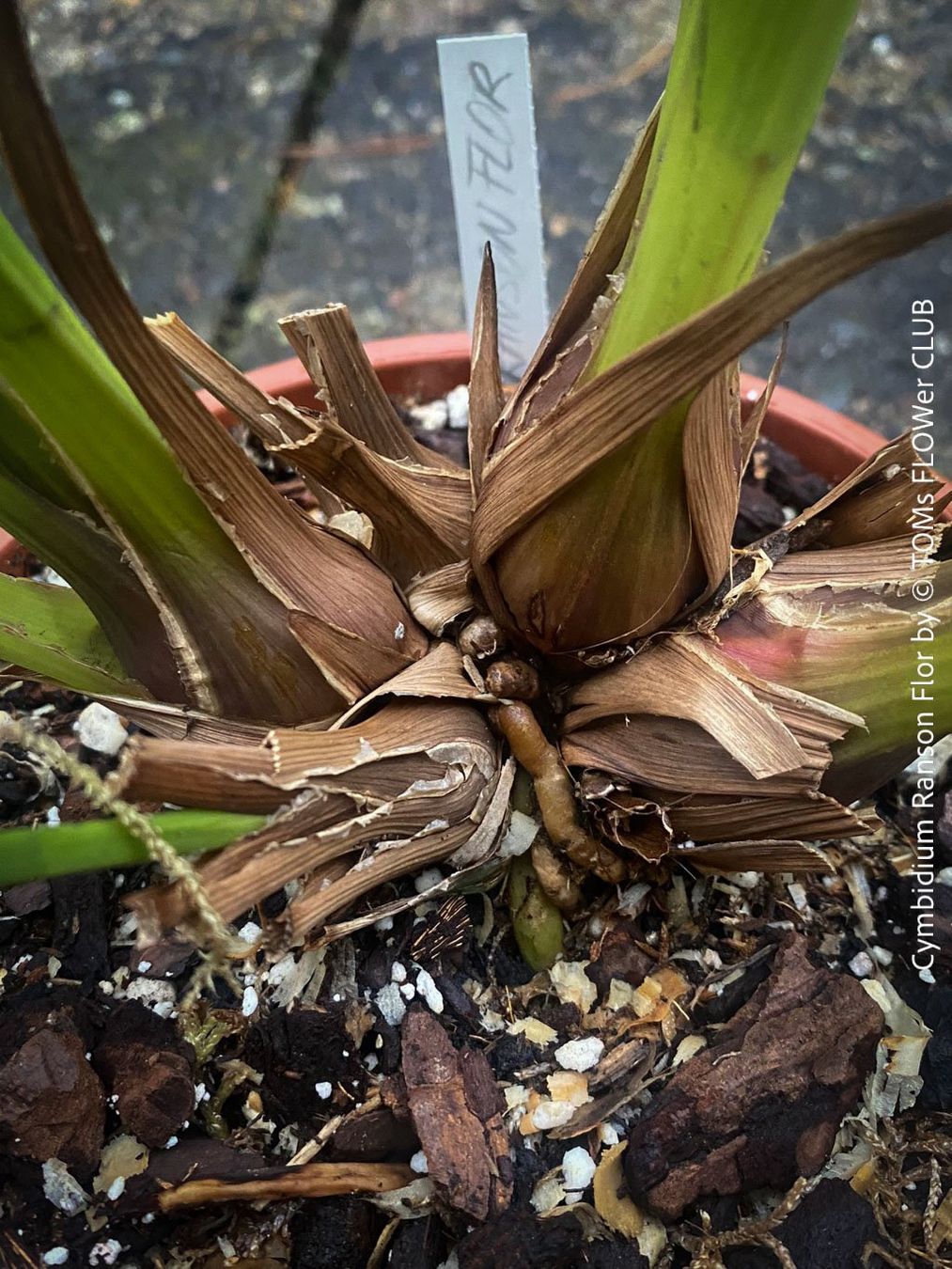 Piante & sementi: Cymbidium Ranson Flor mit zauberhaften Blüten – Nuovo e nell'imballaggio originale da Adliswil venduto da MarkyForest 4