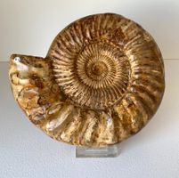 Ammonit - Kranaosphinctes sp. - (23,5 cm) - A-Qualität