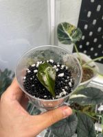 🤩Alocasia Venom 🤩 ab 1.-