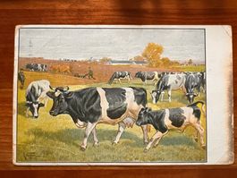 Künstler-Postkarte Kühe 1925    (P489)