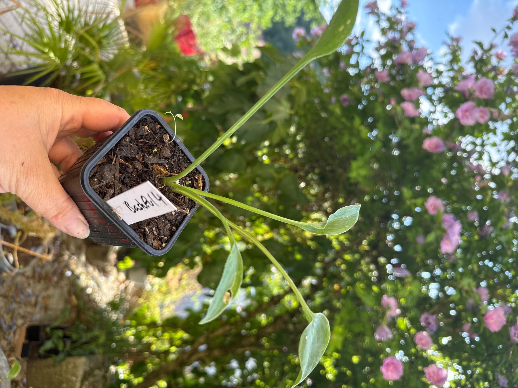 Pflanzen & Samen: Hosta bashful 4 – Gebraucht aus Lajoux JU von Briard0 1