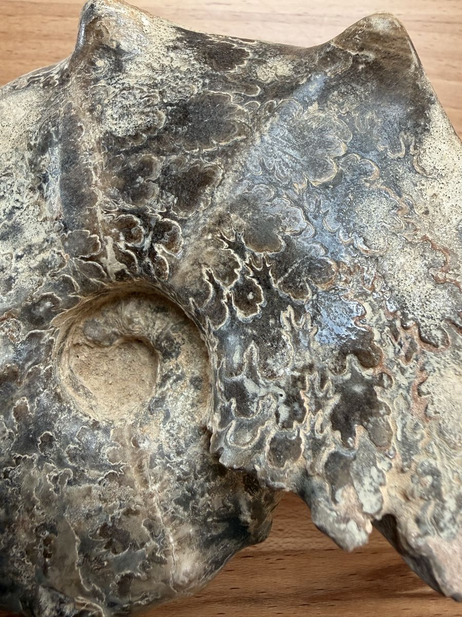 Fossili: Versteinerter Ammonit – Usato da Grenchen venduto da Bastet007 8