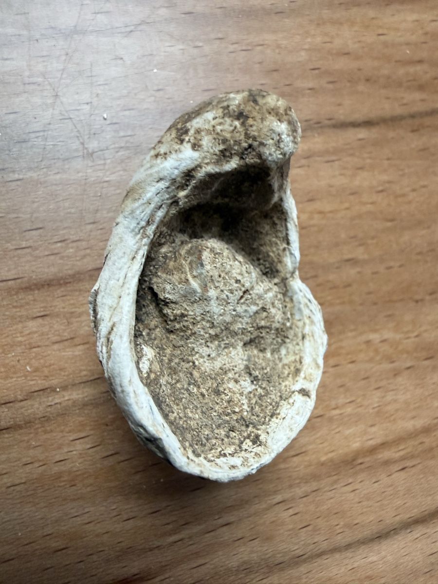 Fossilien: Versteinerte Muschel – Gebraucht aus Grenchen von Bastet007 4