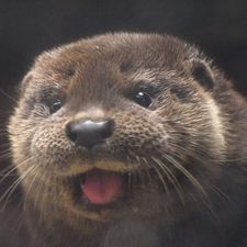 Profile image of DerFloh