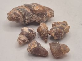 ⭐ LOT Versteinerte Turmschnecke Turritella Unikat (1)