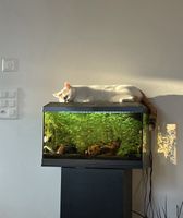 Ganzes Aquarium zum verkaufen