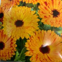 RINGELBLUME Orange Blüten / Calendula officinalis/  20 Samen