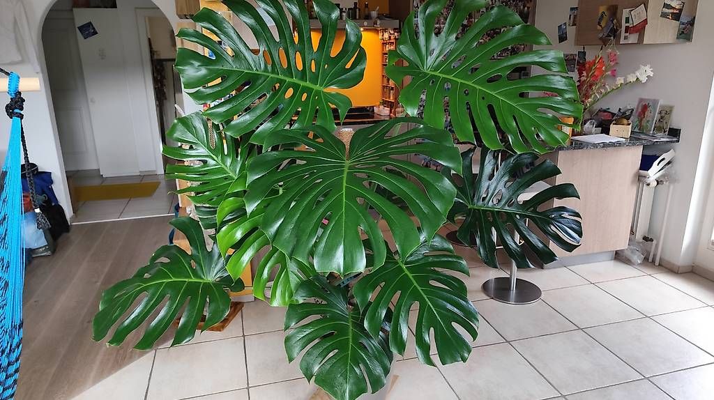 Pflanzen & Samen: Wunderschöne große Monstera  – Gebraucht aus Flurlingen von thinkfree
