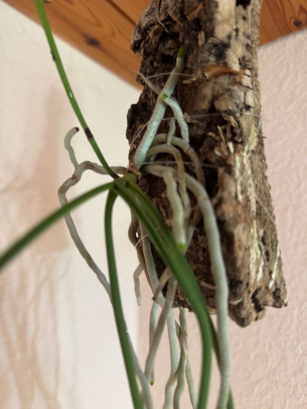 Piante & sementi: Seidenfadenia mitrata – Usato da Männedorf venduto da mrclst 1