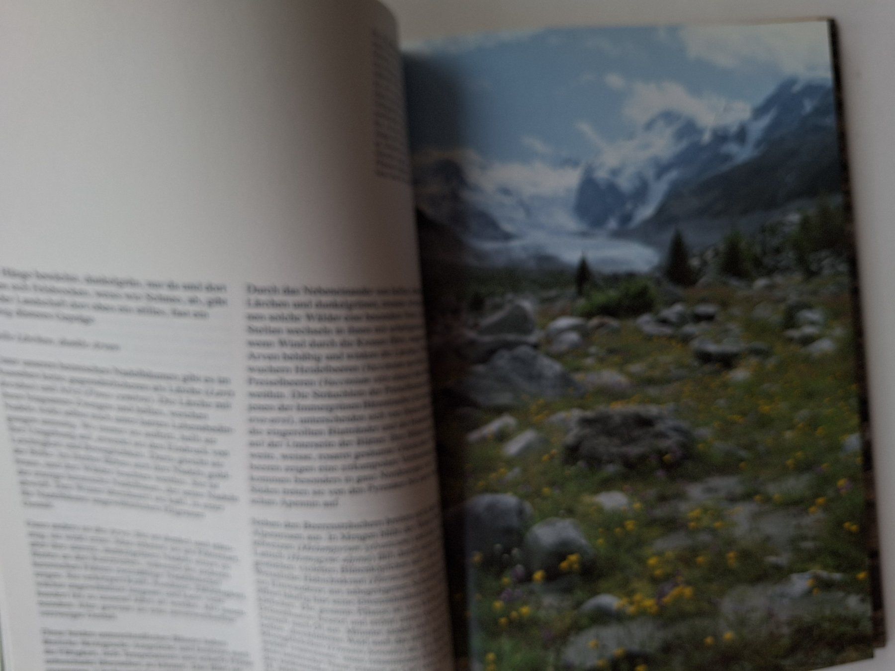 Libri: Blumen der Berge, E.O. Danesch,  Silva Buch – Usato da Zürich venduto da t24_de 3