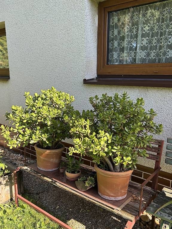 Pflanzen & Samen: Wunderschöner Geldbaum  – Neu und originalverpackt aus Oberdiessbach von ahoj1 1