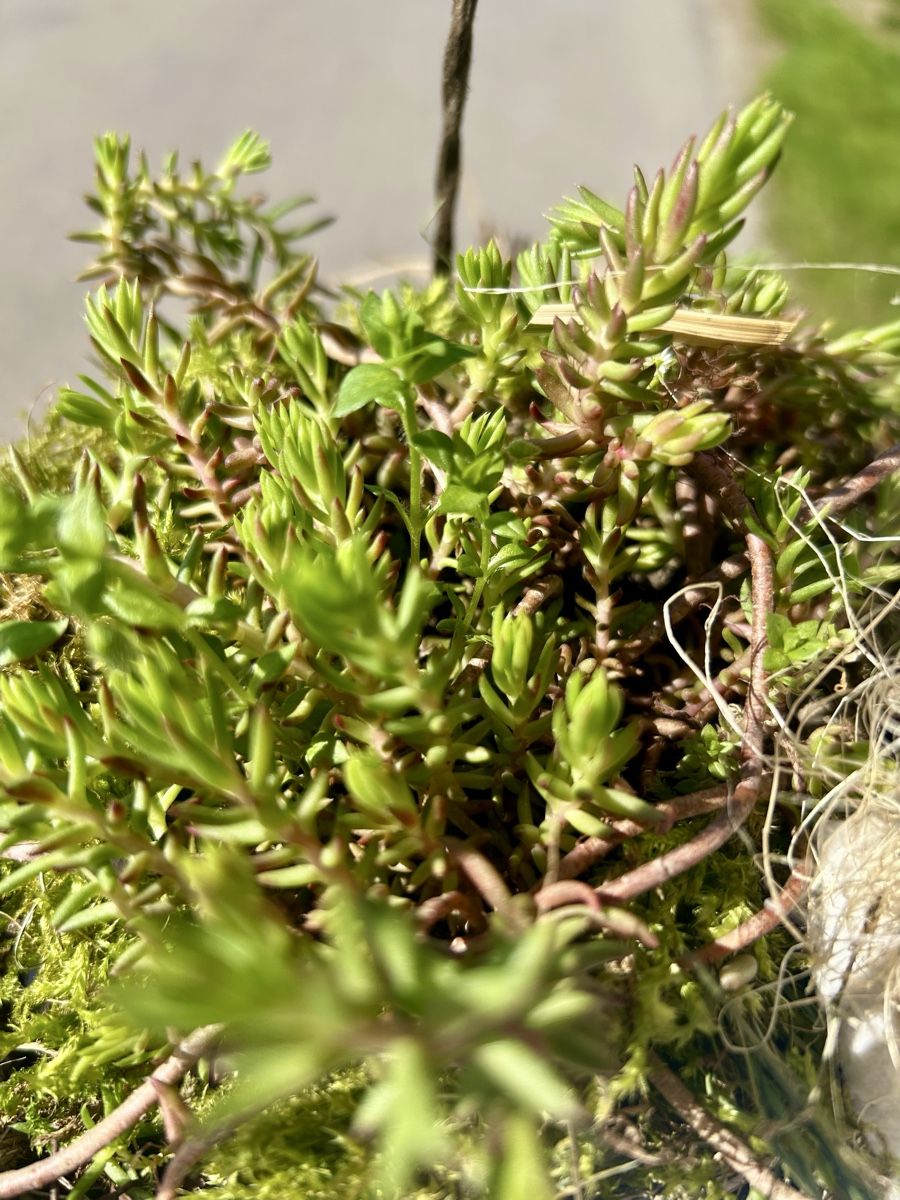 Vasi per fiori: Lianenübertopf – Nuovo (secondo la descrizione) da Frauenfeld venduto da Irene.Schuppli 1