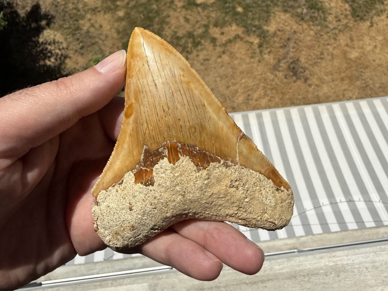 Fossilien: Megalodon Zahn Indonesien – Gebraucht aus schüpfen von rica122