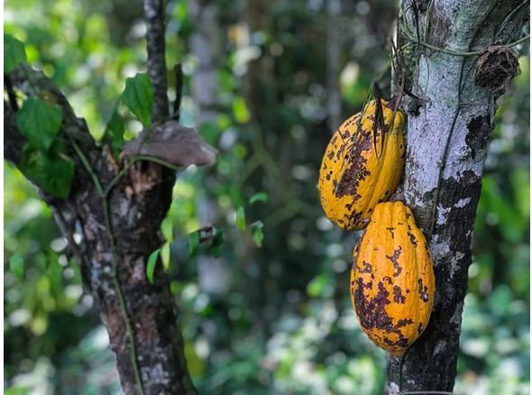 Cibi & Specialità: INKARA 100% Bio-Cacao 350 gr. – Nuovo e nell'imballaggio originale da Bazenheid venduto da Vita_Kampfsport 2