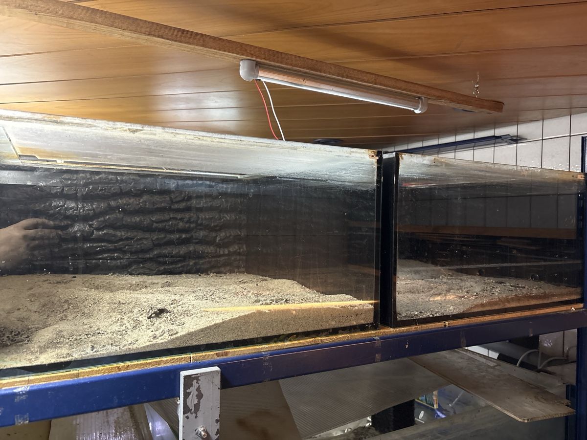 Aquarium: 5 Aquarien 60x60x30cm – Gebraucht aus Gais von Marcogais 2