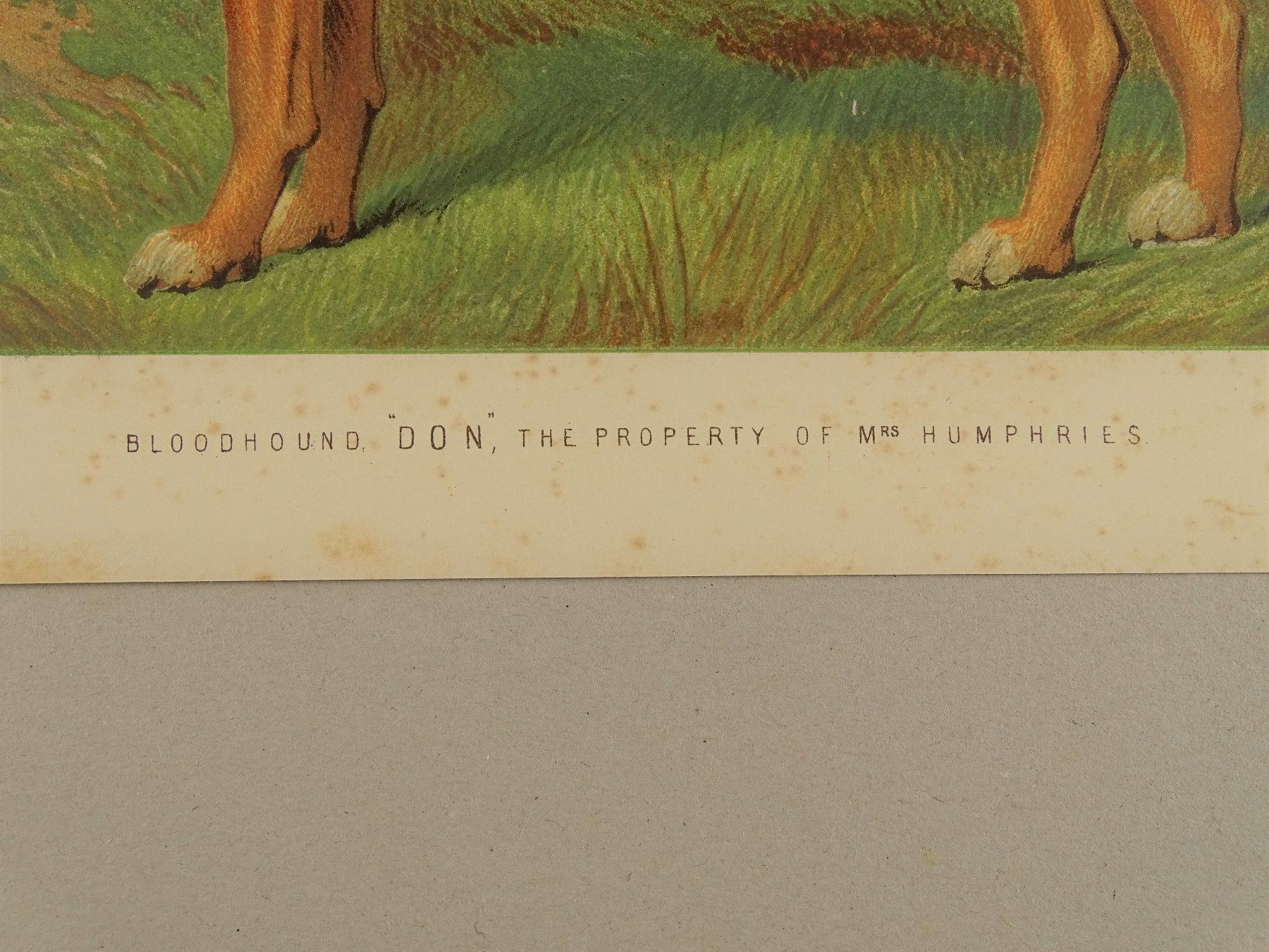Incisioni: BLOODHOUND, BLUTHUND, FARBLITHOGRAPHIE 1881 – Usato da Grüningen venduto da Kartensammler 8