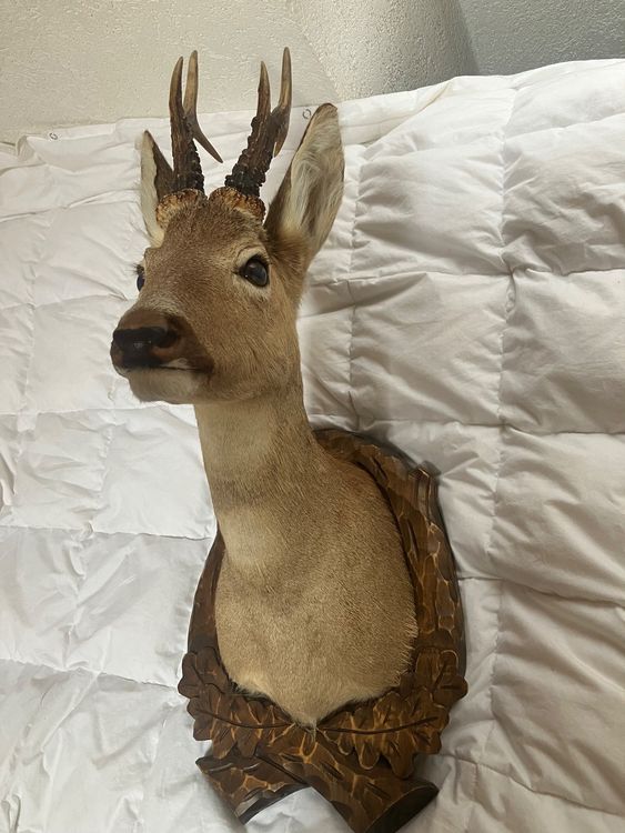 Welt der Tiere: Tierpräparat Reh trophée Trophäe chevreuil – Gebraucht aus Fully von fre_58gk 2